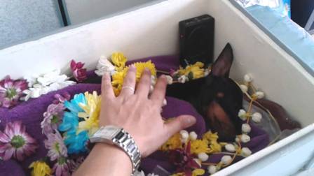 Pet Funeral